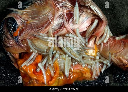 Moscette (Musca domestica) che si nutrono della carcassa di pollo Foto Stock