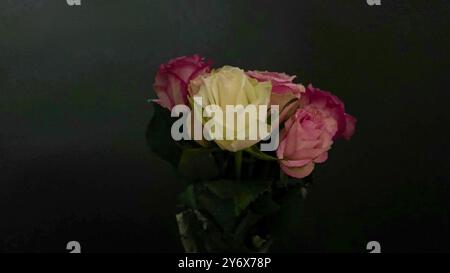Bouquet di rose colorate su sfondo scuro. Bouquet di rose su sfondo nero. Concetto di romanticismo, amore, vibrazioni noir Foto Stock