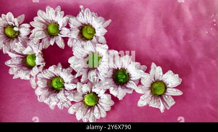 Piccoli fiori di crisantemo che galleggiano nell'acqua. Fiori del crisantemo che si muovono in acqua su sfondo viola. Esempio per design, pubblicità Foto Stock