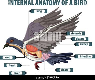 Illustrazione dettagliata degli organi interni dell'uccello Illustrazione Vettoriale