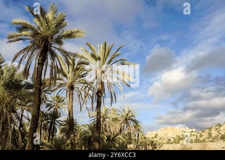 Kasbah berbera, pueblo di Tioute, Valle di Sous, Antiatlas, Marocco. Foto Stock