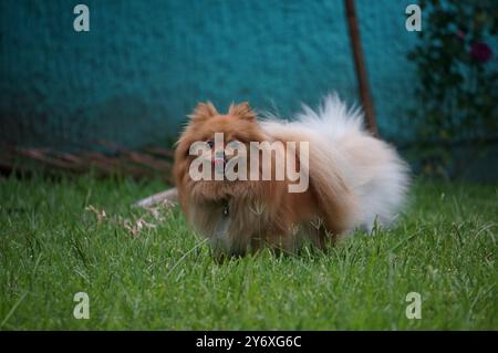 Orange Pomeranian che gioca fuori Foto Stock