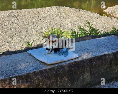 Cucciolo vestito con gusto per le foto Foto Stock