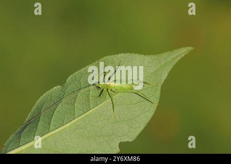 Cricket maschile di quercia del Sud (Meconema meridionale). Sottofamiglia Meconematinae. Cespuglio di famiglia (Tettigoniidae). Balestra inferiore del mandrino comune. Foto Stock