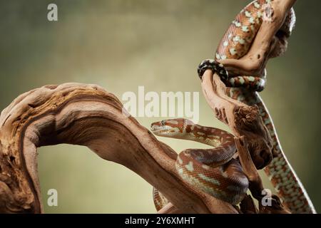 Un pitone viene catturato a metà movimento mentre si prepara a colpire da un ramo. Il corpo avvolto del serpente e lo sguardo intenso mettono in risalto la sua natura predatoria. Foto Stock