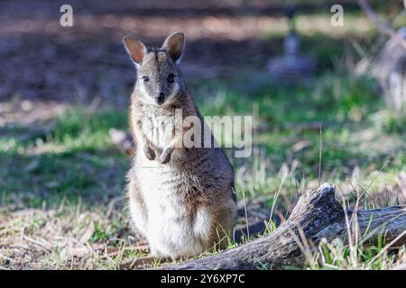 Una delle più piccole specie di wallaby australiani, un giovane Tammar Wallaby sulla terraferma si siede vigile per valutare i suoi dintorni. Foto Stock