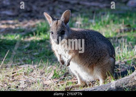 Una delle specie di wallaby australiane più piccole, un giovane Tammar Wallaby. Foto Stock