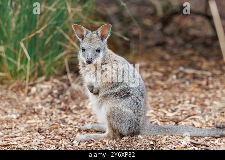 Una delle più piccole specie di wallaby australiani, un giovane Tammar Wallaby sulla terraferma si siede vigile per valutare i suoi dintorni. Foto Stock