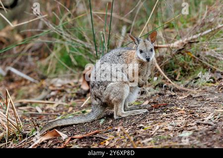 Una femmina Tammar Wallaby, una delle specie di wallaby australiane più piccole. Foto Stock