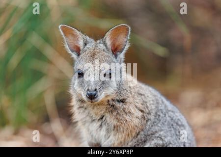 Primo piano testa e spalle di un giovane Tammar Wallaby, una delle specie di wallaby australiane più piccole. Foto Stock