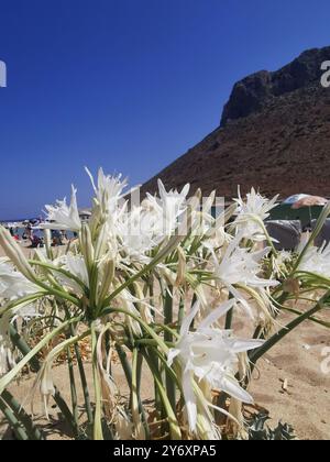 Chania, Grecia. 3 settembre 2024. Un dune daffodil (Pancratium maritimum), noto anche come il giglio della spiaggia, sorge sulla spiaggia di Stavros sulla penisola di Akrotiri. Credito: Alexandra Schuler/dpa/Alamy Live News Foto Stock