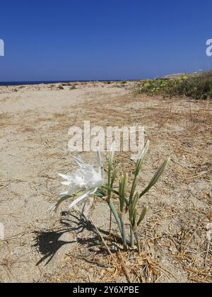 Chania, Grecia. 3 settembre 2024. Un dune daffodil (Pancratium maritimum), noto anche come il giglio della spiaggia, sorge sulla spiaggia di Stavros sulla penisola di Akrotiri. Credito: Alexandra Schuler/dpa/Alamy Live News Foto Stock