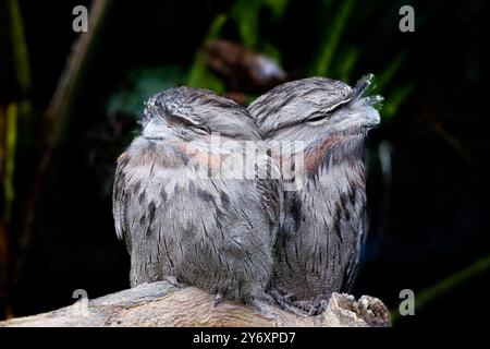 Un paio di Tawny-Frog-Mouth Foto Stock