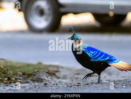 Un uccello monale dell'Himalaya maschile che attraversa una strada collinare nella valle di Chopta, Uttarakhand, India Foto Stock