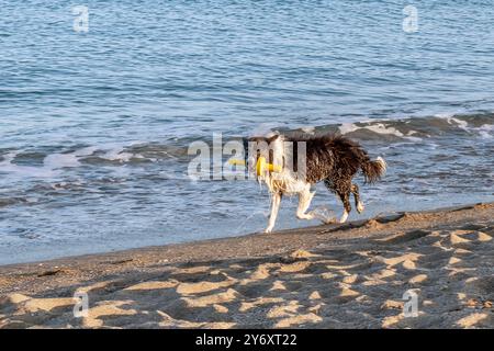Un bellissimo cane bianco e nero corre lungo la costa di una spiaggia sabbiosa con un giocattolo giallo in bocca Foto Stock