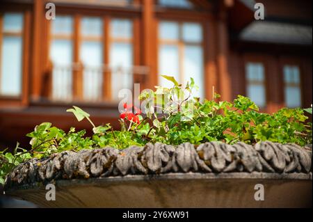 Primo piano di una fioriera in pietra decorativa con piante verdi e fiori rossi di fronte a un edificio in legno sfocato con grandi finestre. Foto Stock