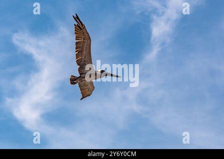 Glider aggraziato: Un uccello vola alto nel cielo azzurro Foto Stock