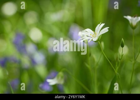 Fiore singolo di erba stregonosa (Stellaria holostea) contro fiori e erba sfocati. Foto Stock