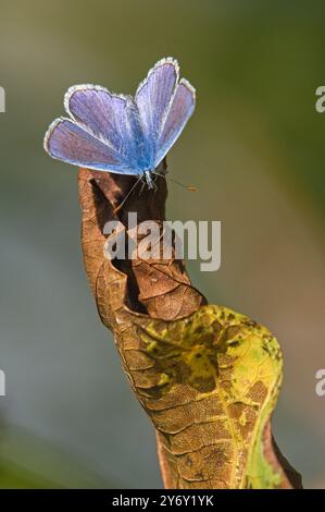 Polyommatus icarus, nota anche come farfalla blu comune arroccata su foglie secche all'inizio dell'autunno. Foto Stock