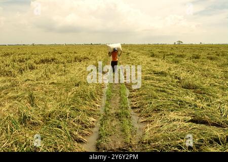 Un contadino porta con sé un sacco pieno di risaie raccolte, mentre cammina su un argine di risaie a Karawang, Giava occidentale, Indonesia. Foto Stock