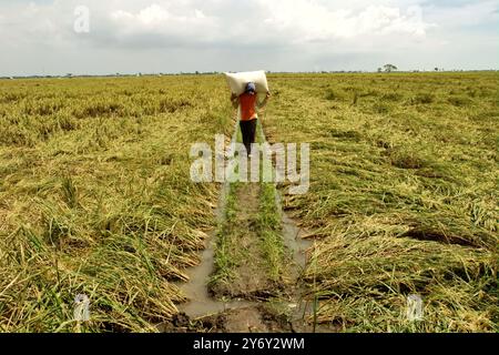 Un contadino porta con sé un sacco pieno di risaie raccolte, mentre cammina su un argine di risaie a Karawang, Giava occidentale, Indonesia. Foto Stock