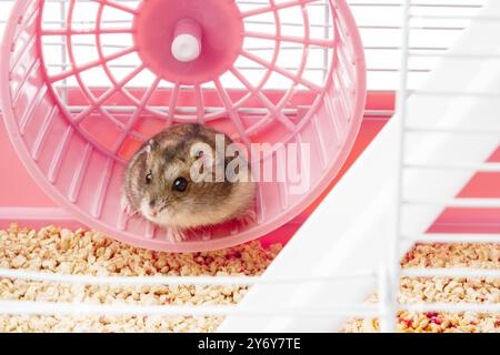 Un criceto giocoso corre energicamente sulla sua ruota all'interno di una gabbia luminosa e colorata Foto Stock