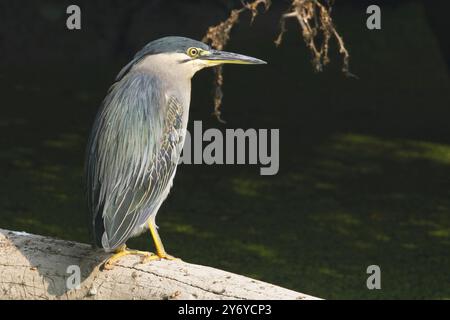 Heron striato (Butorides striata) adulto in piedi su un tronco accanto a uno stagno, Bharatpur, Dehli, India. Foto Stock