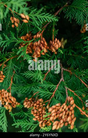 rami di cedro con pinne da vicino Foto Stock