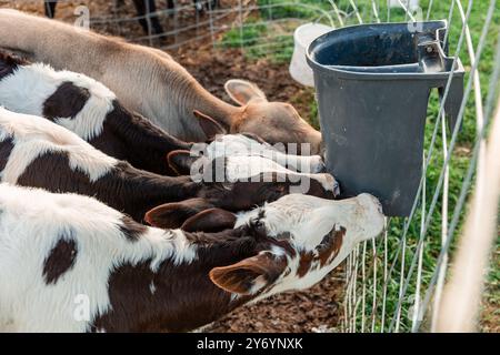 vitelli da latte che bevono latte in penna rurale Foto Stock