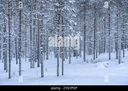 Foresta innevata in inverno nel Parco Nazionale di Oulanka (Kuusamo, Lapponia, Finlandia) ESP: Bosque nevado en invierno en el Parque Nacional de Oulanka. Finlandia Foto Stock