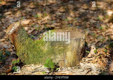 Un ceppo sotto forma di teiera con muschio verde nella foresta all'aperto da vicino Foto Stock