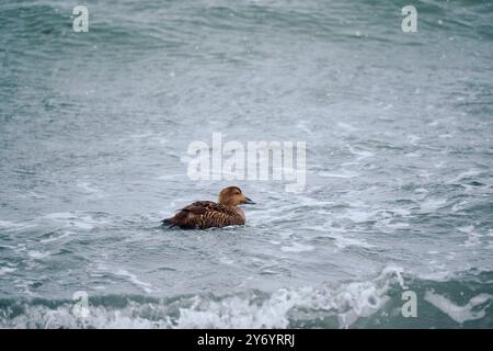 L'anatra Eider galleggia sull'acqua di mare spumeggiante Foto Stock