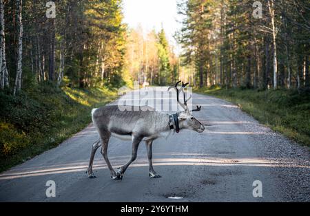 Renna che cammina su una strada asfaltata in Lapponia, Finlandia Foto Stock