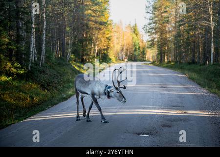 Renna che cammina su una strada asfaltata in Lapponia, Finlandia Foto Stock