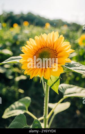 Un unico girasole vibrante in piena fioritura sotto la luce del sole Foto Stock