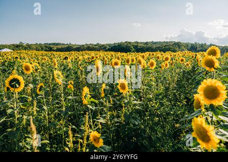 Ampio campo di girasole sotto un cielo limpido e soleggiato Foto Stock