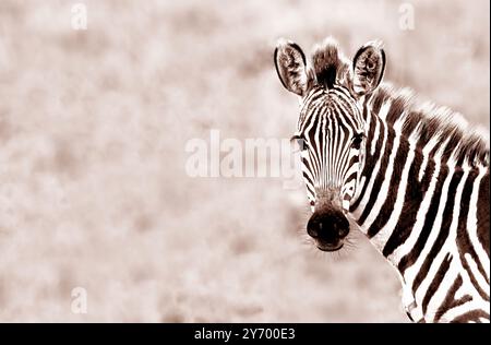 Zebra (Hippotigris) si distingue per il suo profilo con caratteristiche strisce bianche e nere su uno sfondo sfocato della savana Foto Stock