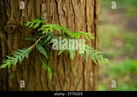 Albero Evergreen piccolo ramoscello o germoglio che cresce dal tronco. Primo piano, nessuna gente. Foto Stock