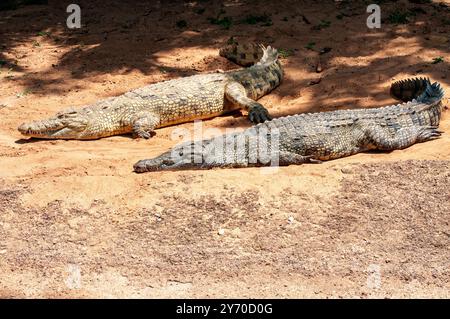 Coccodrilli del Nilo (Crocodylus niloticus) che riposano presso l'Uganda Wildlife Education Centre (UWEC) a Entebbe - Uganda Foto Stock