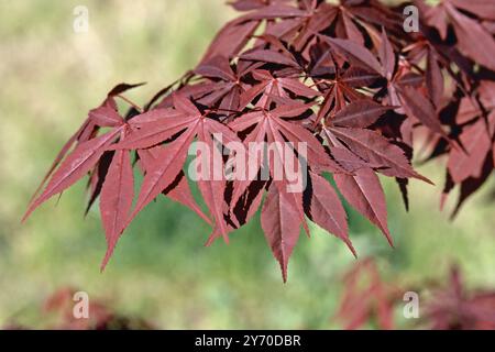 Acero giapponese, dettaglio di un ramo con molte foglie rosse, Acer palmatum, Sapindaceae Foto Stock