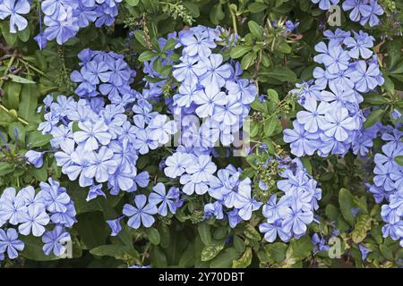 Particolare di una pianta di plumbago blu in piena fioritura, Plumbago auriculata, Plumbaginaceae Foto Stock