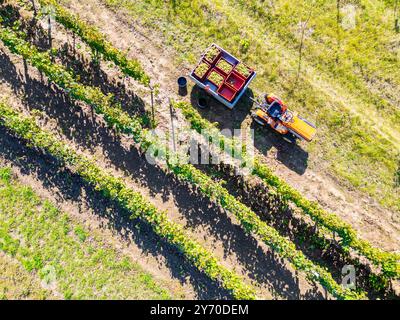 Colpo di drone aereo che cattura un vigneto durante la stagione della vendemmia. Accanto al vigneto è parcheggiato un trattore, con casse di uva appena raccolta caricate Foto Stock