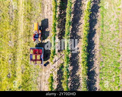 Colpo di drone aereo che cattura un vigneto durante la stagione della vendemmia. Accanto al vigneto è parcheggiato un trattore, con casse di uva appena raccolta caricate Foto Stock