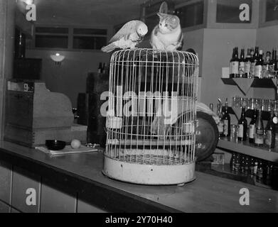 Il vantaggio DELLA SICUREZZA "SOCIALE" di una gabbia come alloggio è che, oltre a tenere il detenuto dentro, tiene fuori gli estranei. Questo vantaggio Polly , un pappagallo dello zoo di Dudley ( Worcestershire ) , è pronto a rinunciare quando il visitatore è Kitty , un gattino da caffè . Kitty fa una chiamata quotidiana Polly , siede a fregare in cima alla gabbia fino a quando Polly esce per giocare . In questa foto , KITTY è stato Unito in cima alla gabbia da POLLY . E sembra che stiano godendo di un gossip tanto quanto due uomini garegnosi . 22 settembre 1949 Foto Stock