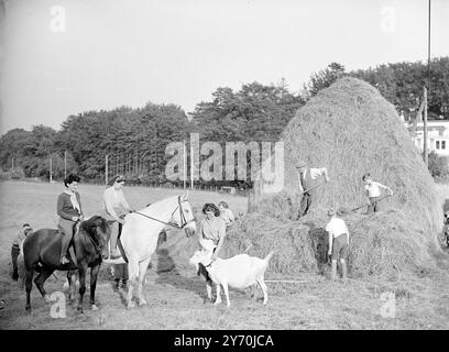 PREPARARE IL FIENO MENTRE IL SOLE SPLENDE Cavaliere a Keynsham , Somerset , fare una pausa dopo un boccale rinfrescante , per guardare i giovani impegnati fare il fieno in serata . Giugno 28 1949 Foto Stock