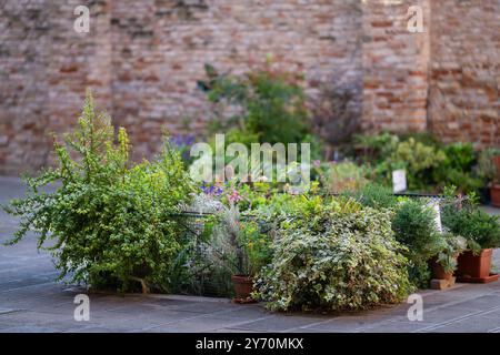 Giardino urbano. edera comune (Hedera Helix) in primo piano. Giardino urbano a Baia del Re a Cannaregio. Foto Stock