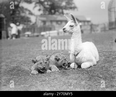 Guardando Frostily ad un certo punto in lontananza, questo piccolo lama allo zoo di Chessington, nel Surrey, ha un grande disprezzo per la condotta rumorosa dei cuccioli di leone, Margaret ed Elizabeth. Nonostante l'apparente differenza di temperamento, i tre giovani sono in ottimi rapporti. Luglio 26 1949 Foto Stock