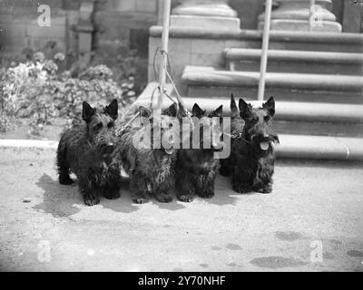 Un HANDFULL DEI CAMPIONI Kennelgarth fabbro, kennelgarth Hop - Scotch, Kennelgarth Black baby, e kennelgarth Englefield Grey Friar, quattro campioni scozzesi di proprietà di Miss BETTY PENN BULL , di Streatham, Londra, che sono stati esposti al West of England Scottish Terrier club e West of England Bull Terrier clubs combinati show, tenutosi ieri al Pavilion, Bath (Somerset). 9 luglio 1949 Foto Stock