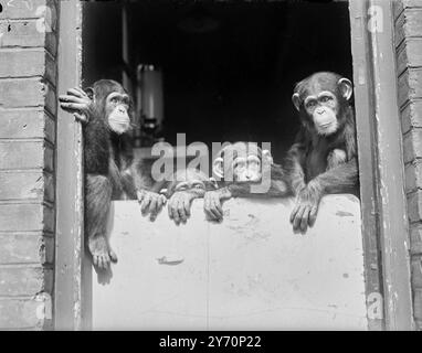 IN CERCA DI GUAI Impri di danze malvagie agli occhi della quartetta da tè dei Chmpanzees - SALLY, COMPO, SUSAN e SO-SO - mentre guardano dai loro alloggi allo Zoo di Londra . Ovviamente stanno tramando una sorpresa per il loro insospettabile custode . 12 settembre 1949 Foto Stock