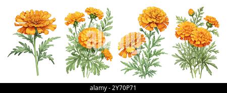 Set di splendidi fiori Marigold. Illustrazioni colorate ad acquerello su sfondo trasparente. Elementi floreali per biglietti e inviti. Ottobre Illustrazione Vettoriale